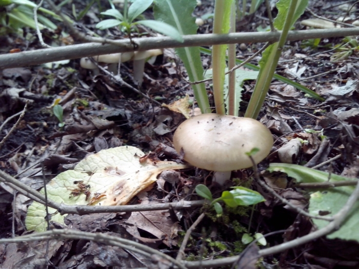 Гриб подсливник