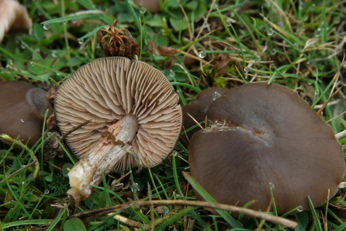 Энтолома ядовитая