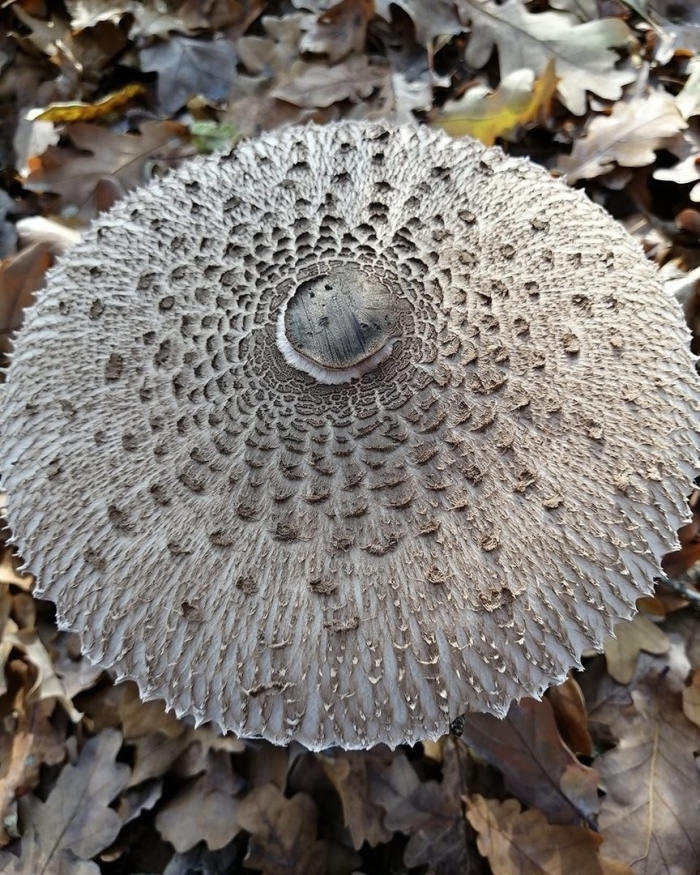 Зонтик пёстрый macrolepiota procera