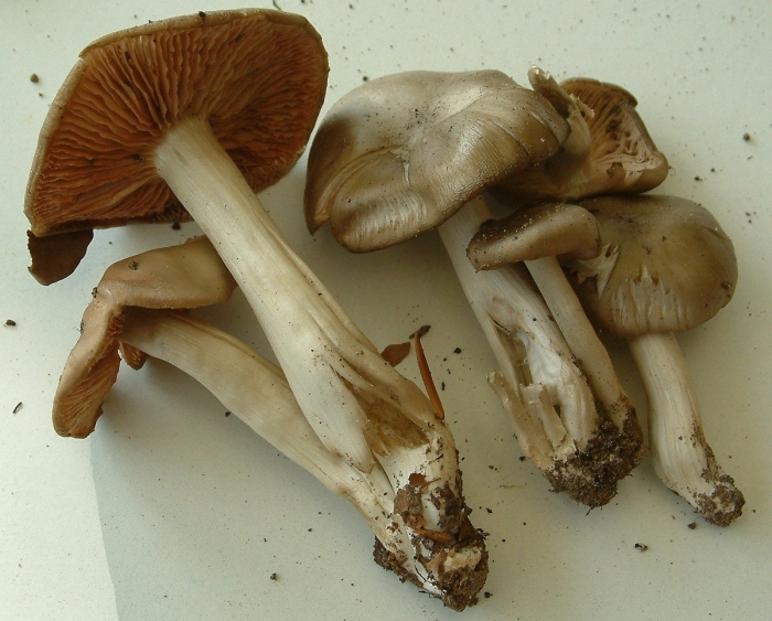Энтолома сизо-белая (entoloma lividoalbum)