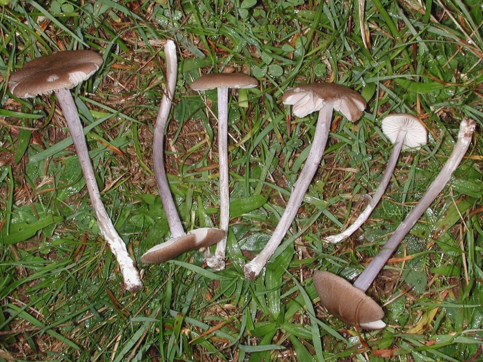 Энтолома оловянная