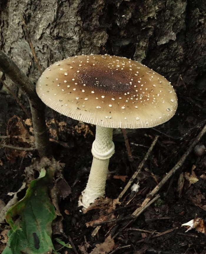 Мухомор пантерный