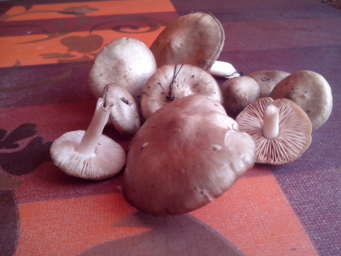 Гриб рядовка съедобный