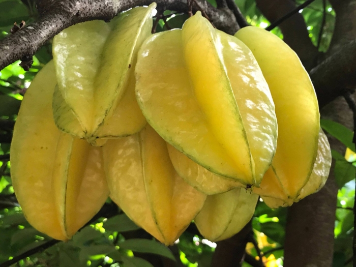 Карамбола дерево