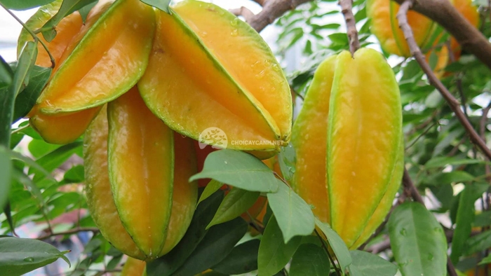 Карамбола растение