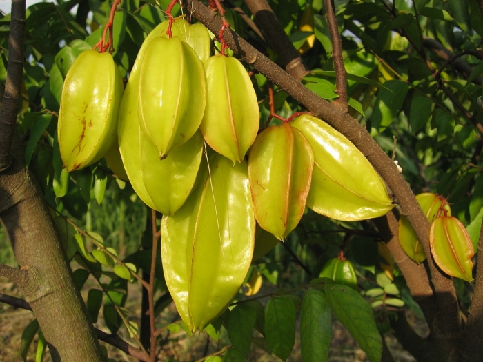 Карамбола растение