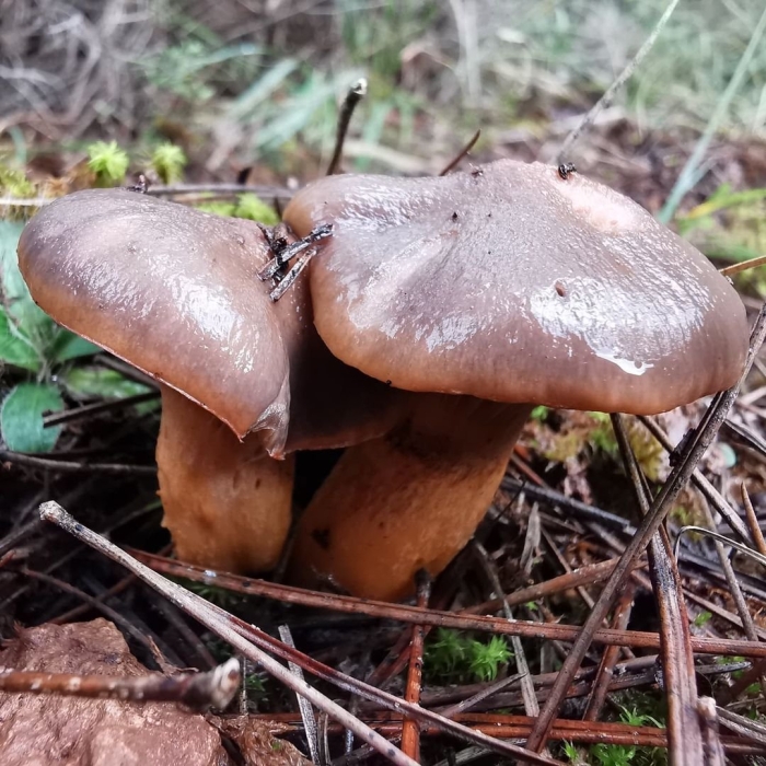 Грибы рядовка желто бурая