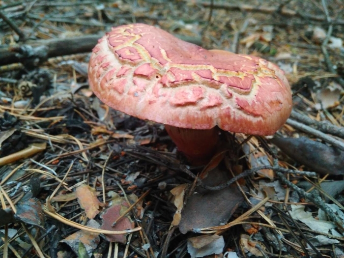 Мокруха пурпурная