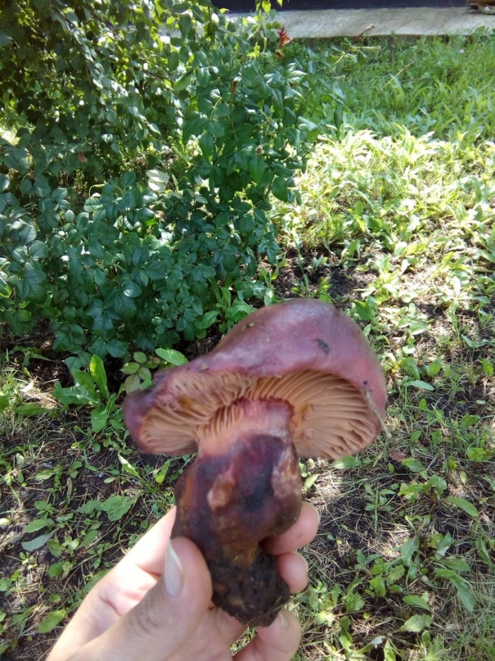 Мокруха пурпурная