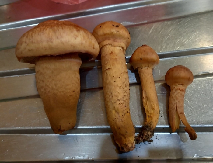 Гриб мокруха пурпуровая