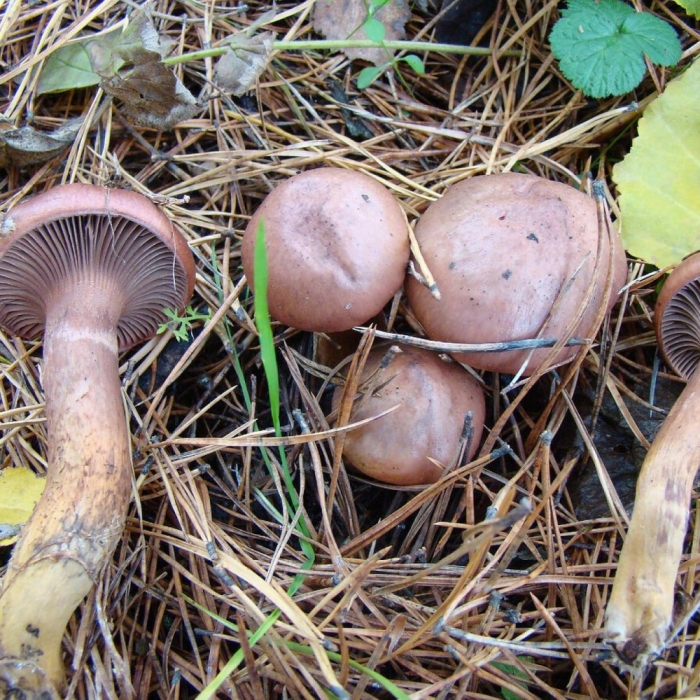 Мокруха сосновая пурпуровая