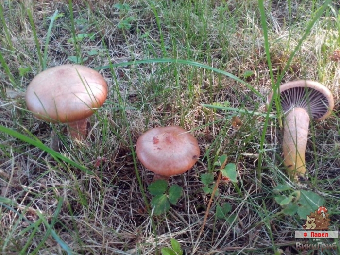 Гриб мокруха пурпуровая