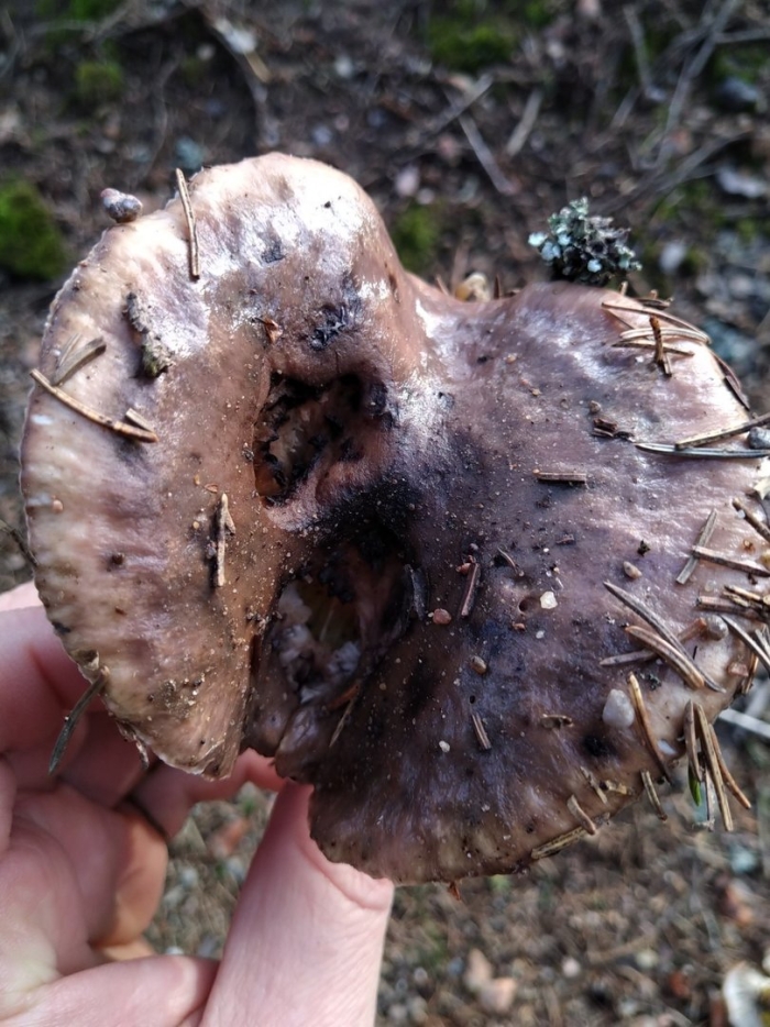 Подгруздок чёрный russula adusta