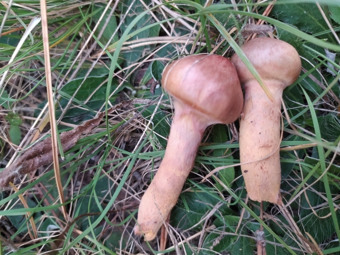 Мокруха пурпурная