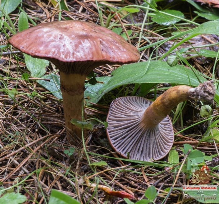 Мокруха сосновая