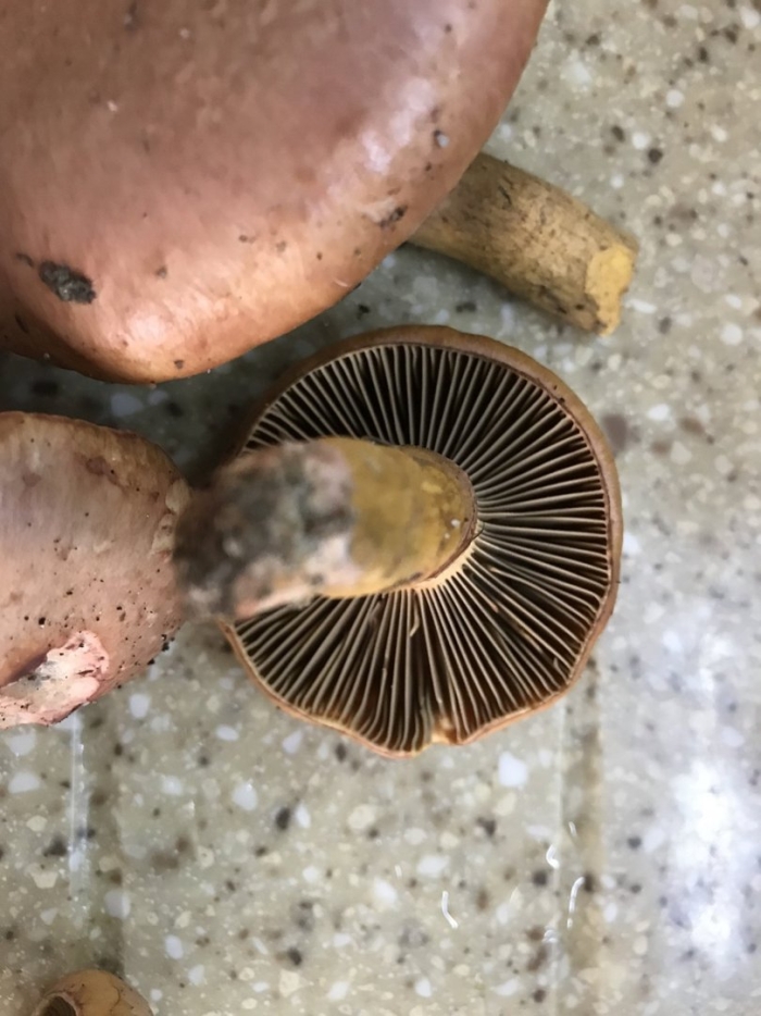 Паутинник сосновый