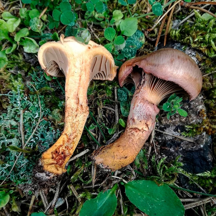 Гриб мокруха еловая