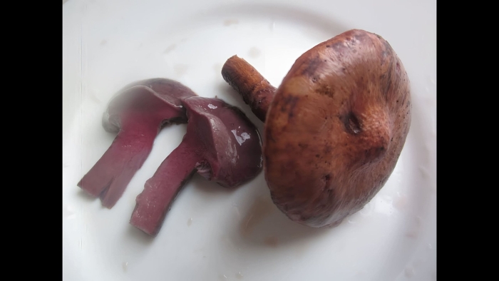 Мокруха еловая пурпурная