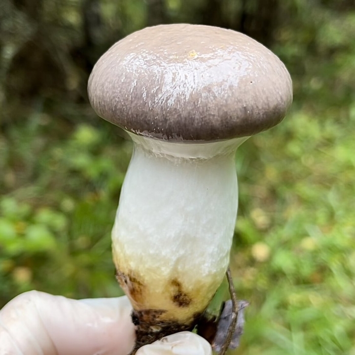 Гриб мокруха пурпуровая