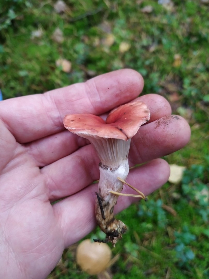 Гриб мокруха желтоногая