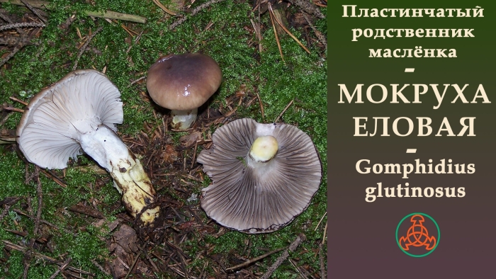 Мокруха еловая (gomphidius glutinosus)