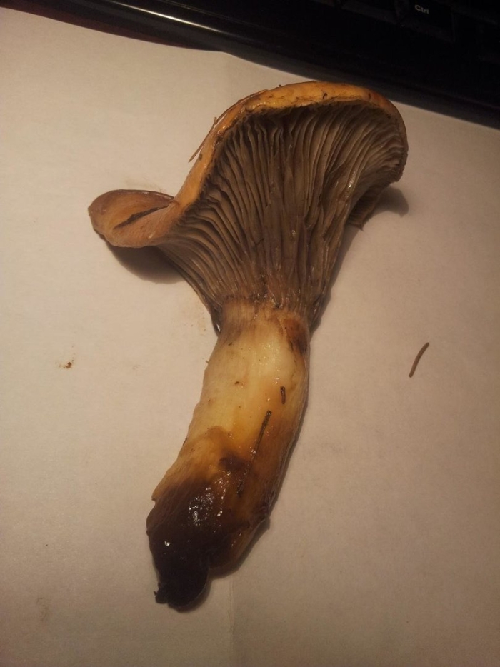 Мокруха пятнистая