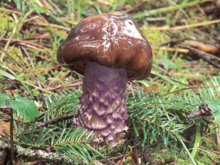 Cortinarius vanduzerensis