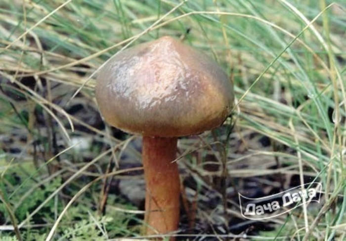 Млечник перечный гриб