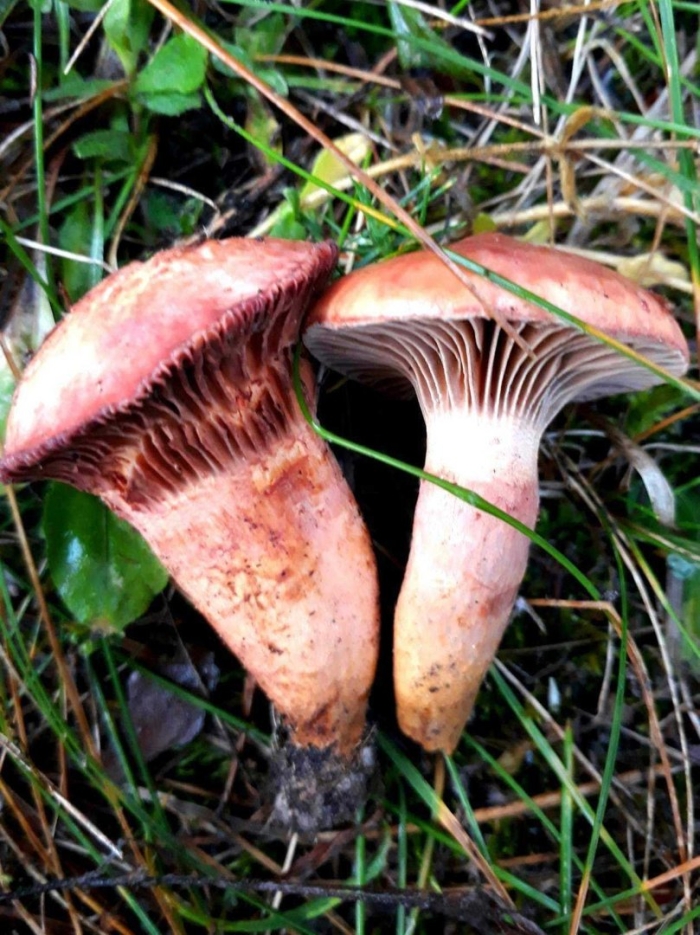 Мокруха пурпуровая (chroogomphus rutilus)