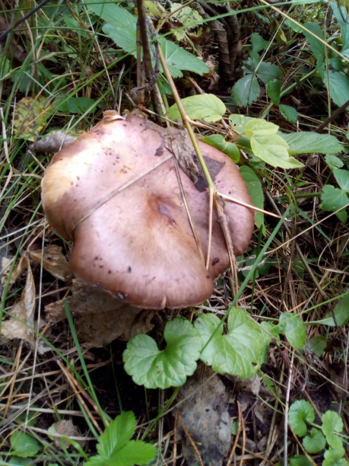 Гриб мокруха пурпуровая
