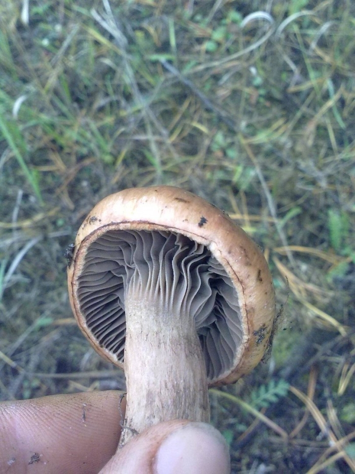 Мокруха пурпуровая