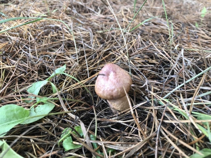 Мокруха пурпуровая