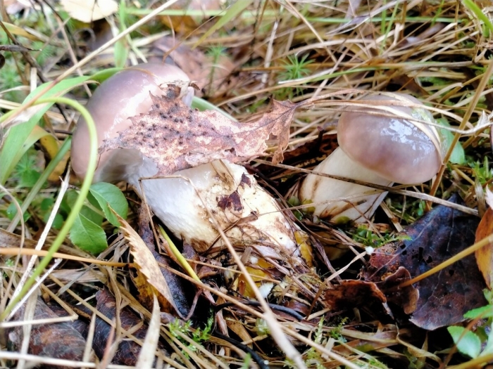 Мокруха еловая гриб