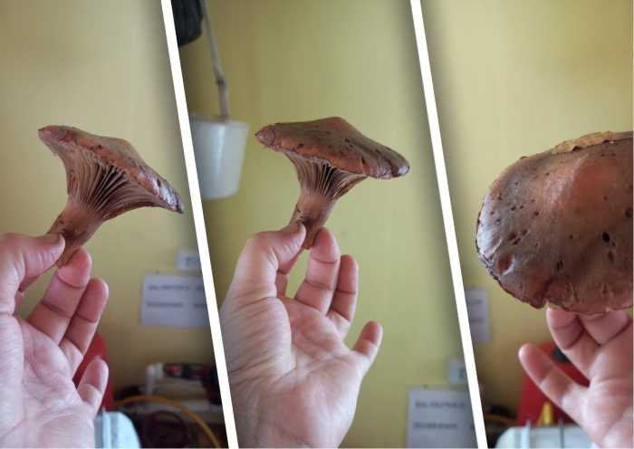 Мокруха гриб