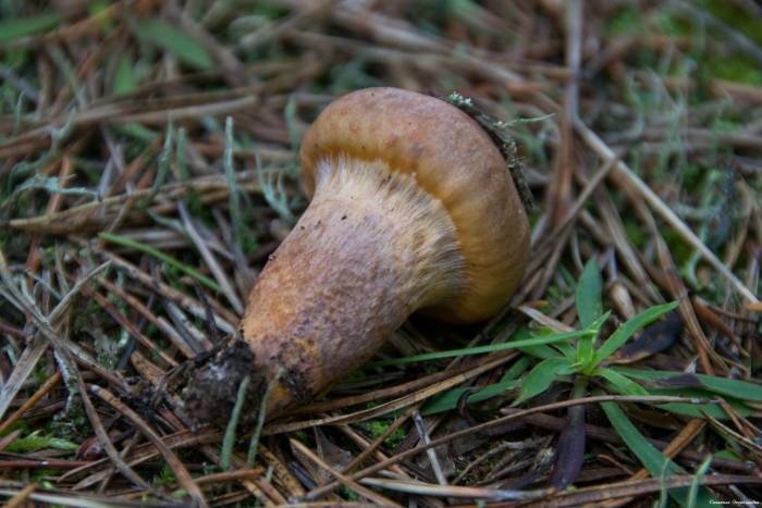 Мокруха желтоногая