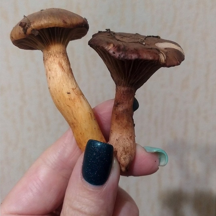 Мокруха пурпуровая