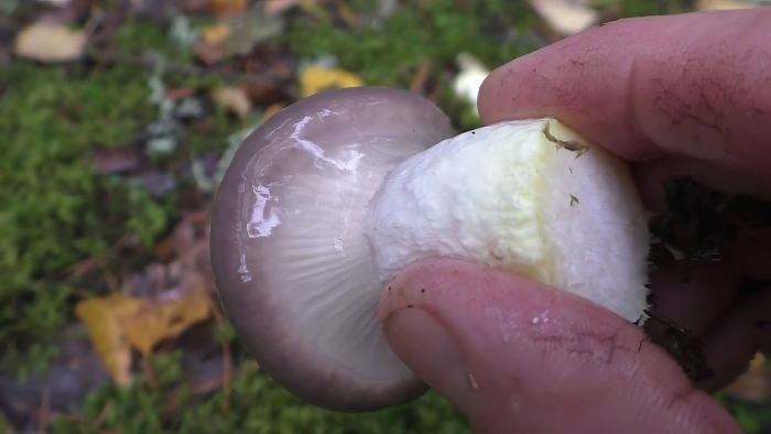 Гриб мокруха еловая