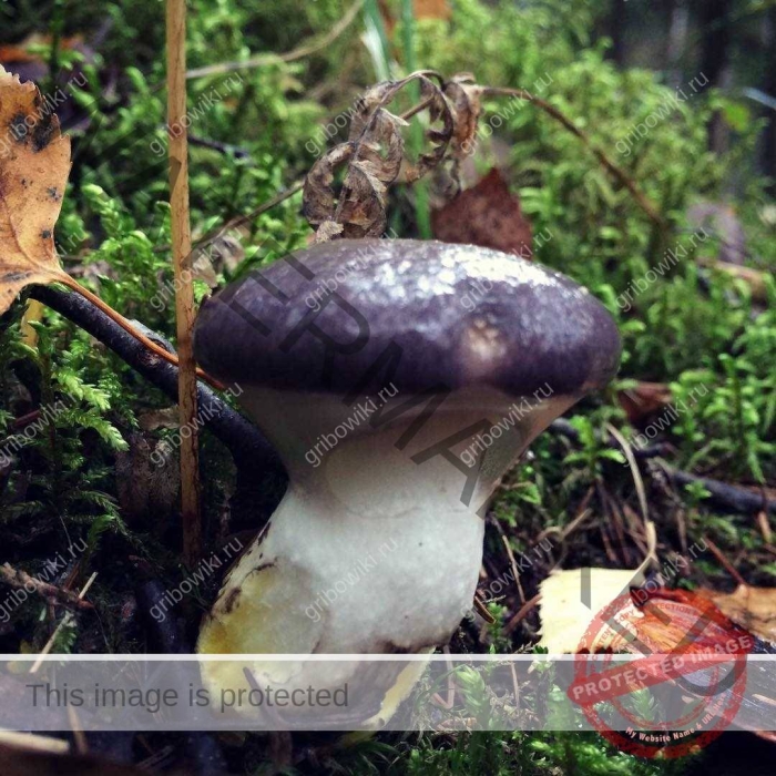 Мокруха еловая гриб