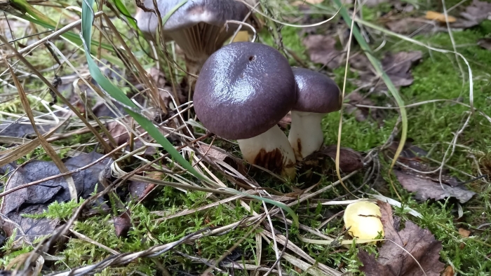 Масленок фиолетовый