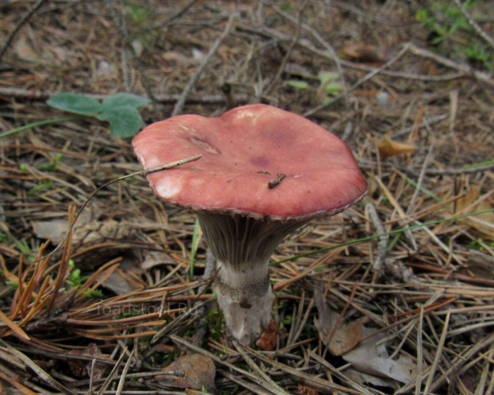 Мокруха розовая гриб