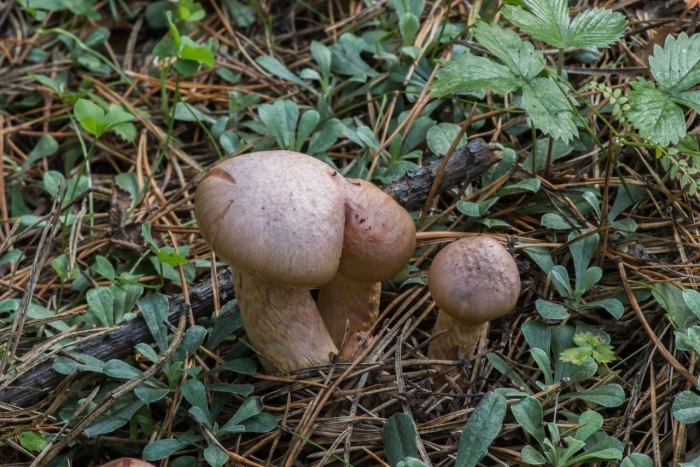 Мокруха пурпуровая (chroogomphus rutilus)