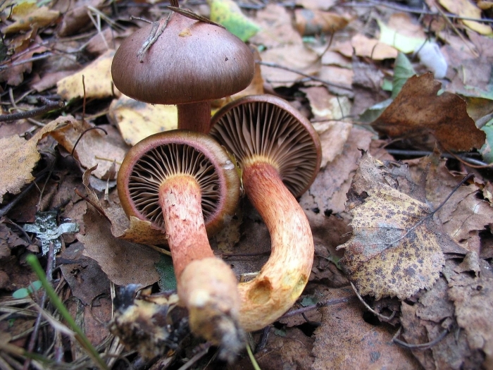 Паутинник браслетчатый