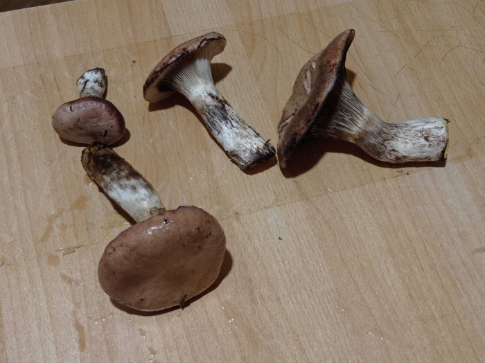 Мокруха еловая