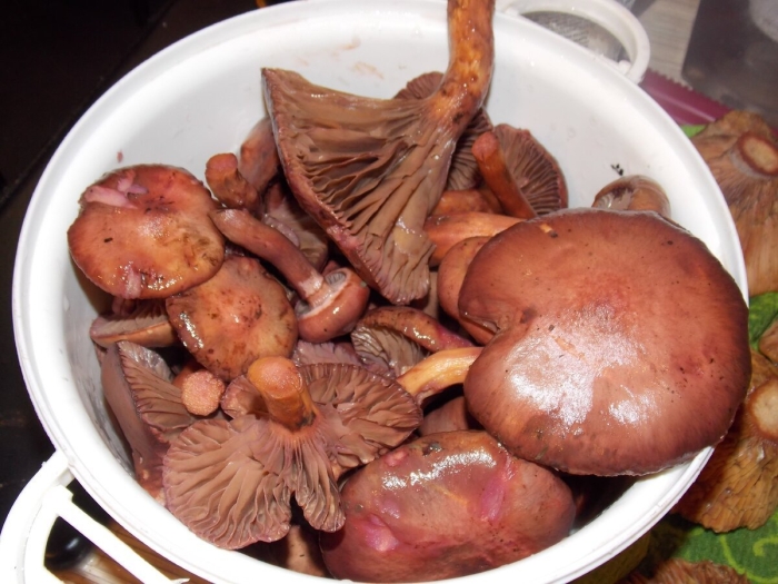 Мокруха пурпуровая