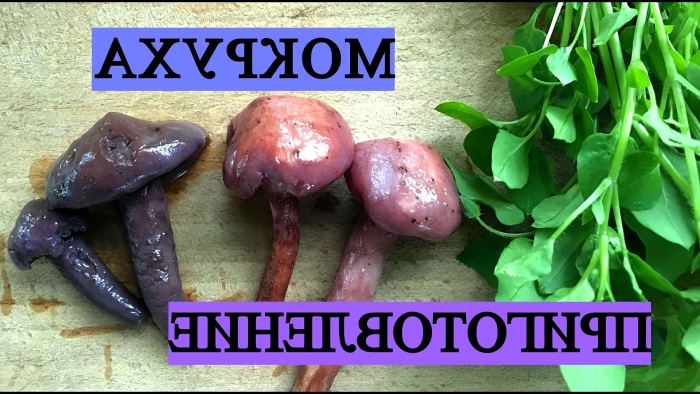 Мокруха еловая пурпурная