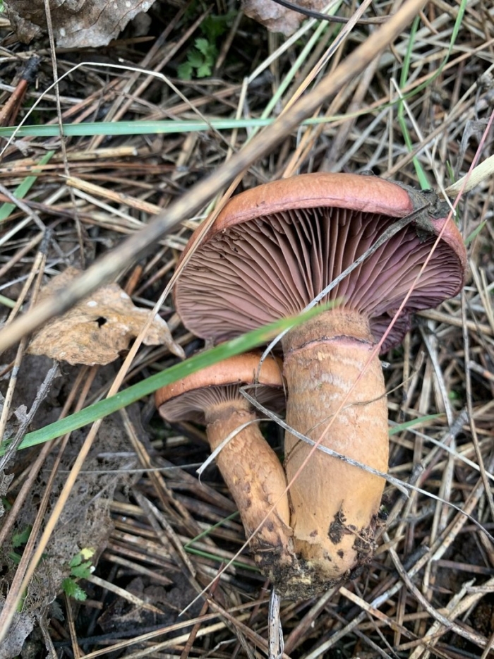 Мокруха пурпуровая (chroogomphus rutilus)
