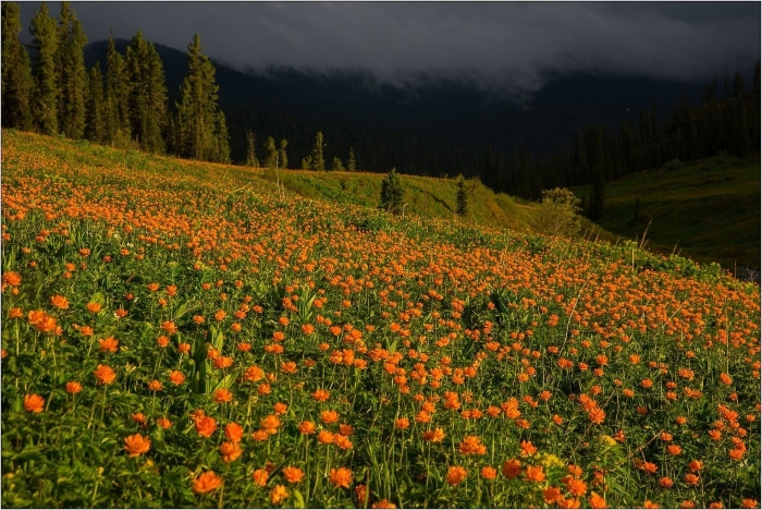 Сибирская купальница жарки