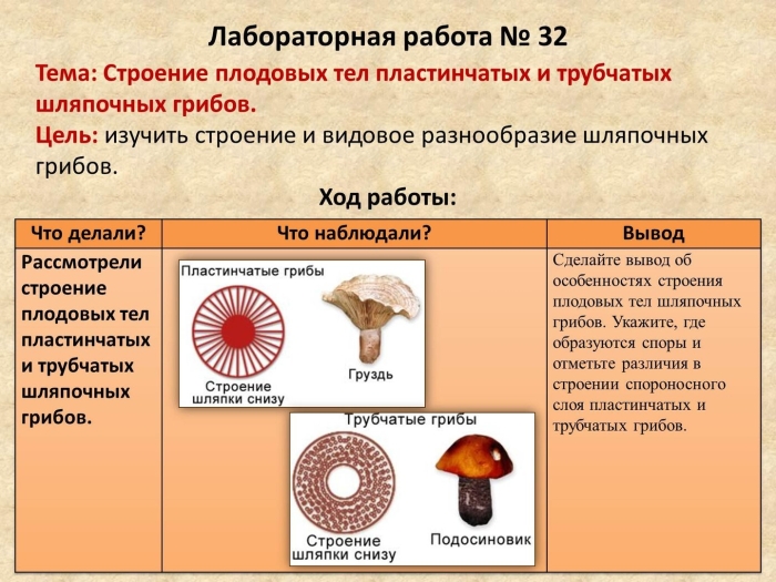 Шляпочные грибы трубчатые и пластинчатые
