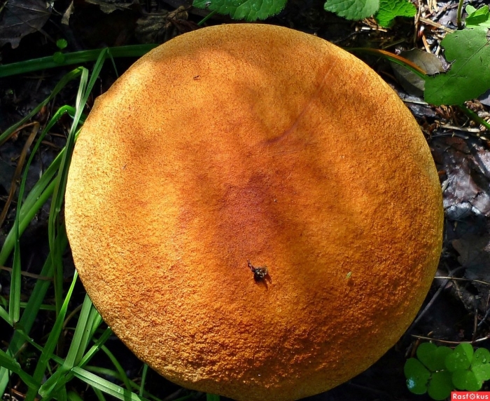 Гриб моховик съедобный