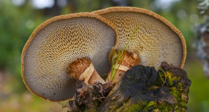Polyporus brumalis